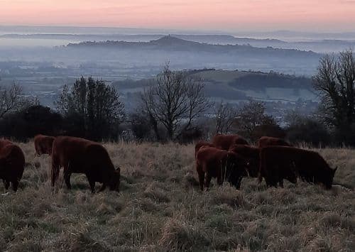 Ebbor Gorge Beef main image