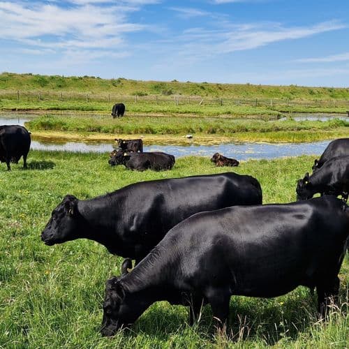 Dexter cattle grazing next to water