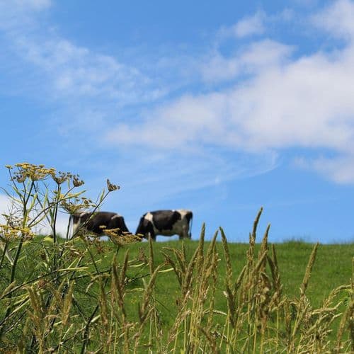 Farm for Profit and Nature at MSO (Maximum Sustainable Output)