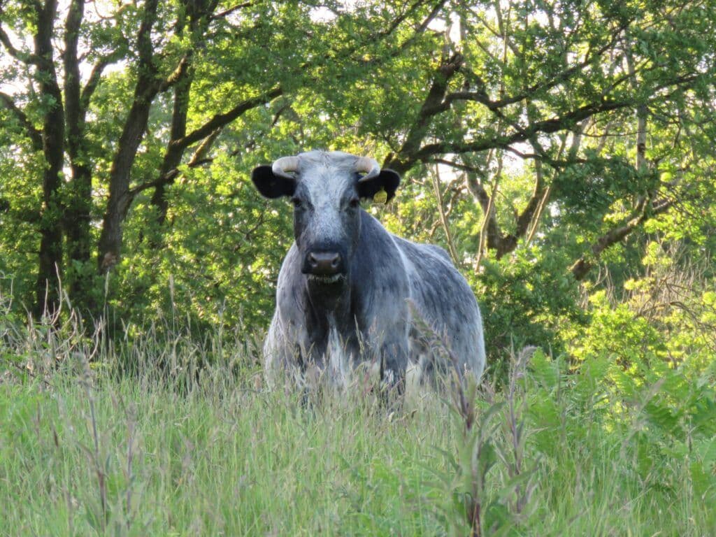 Proof is in the pasture