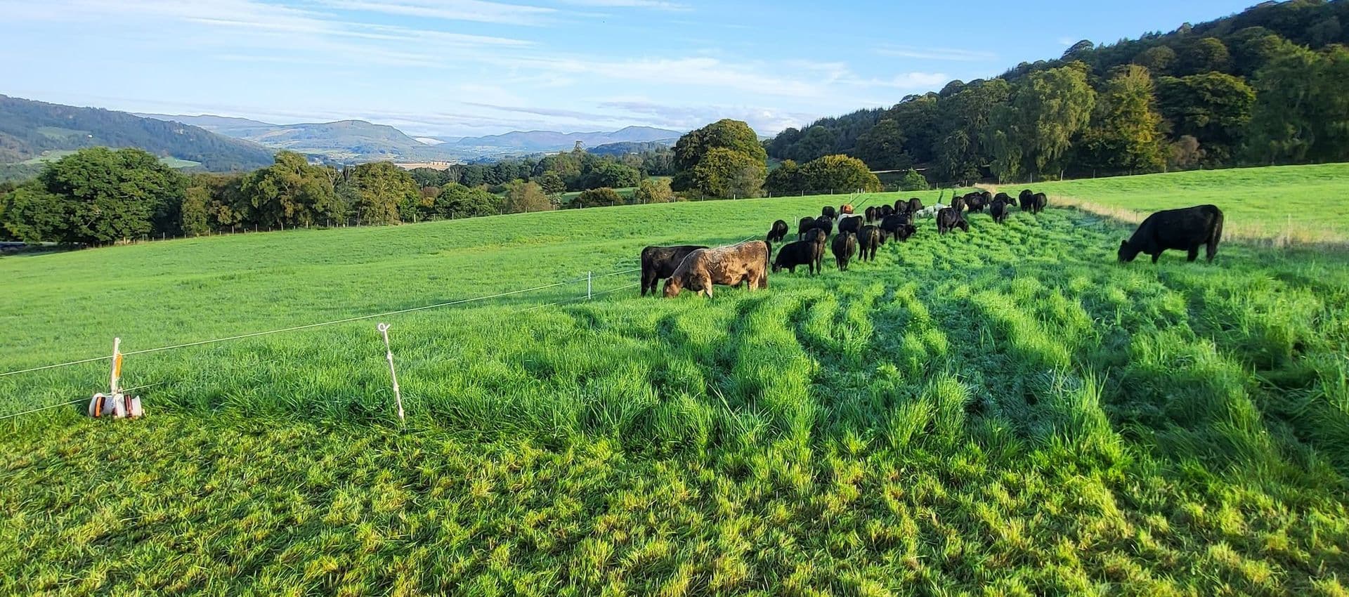 Field of grazing cattle