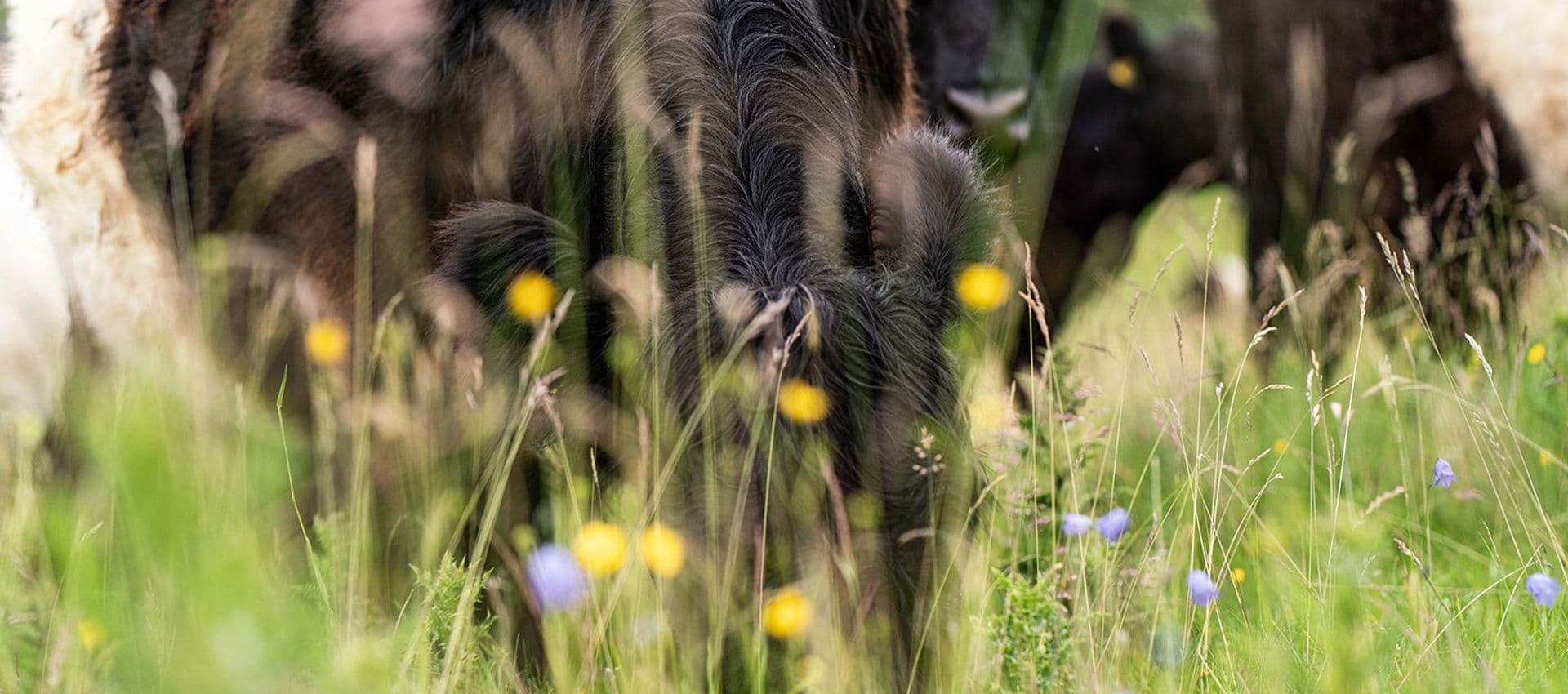 Hill Top Farm by Gail Caddy