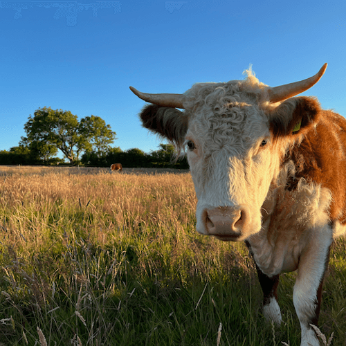 Image of what Penbanc Pasture stands for