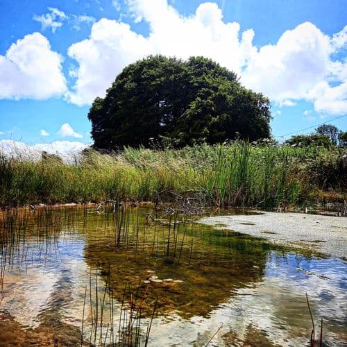 Image of what Ebbor Gorge Beef stands for