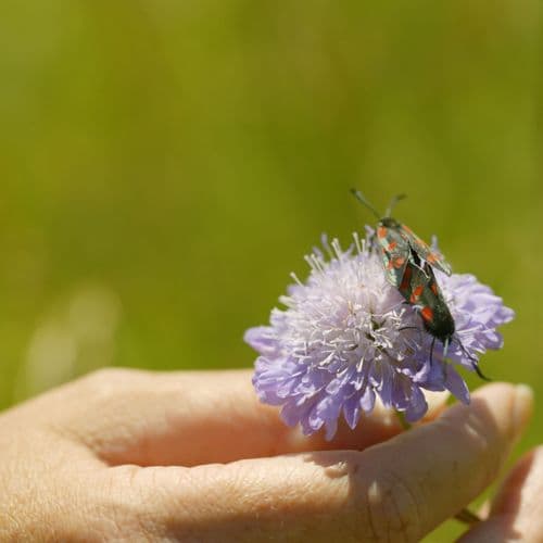 Insect on scabeous flower head