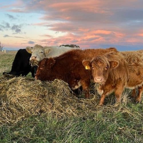 Outwintering cattle eating hay