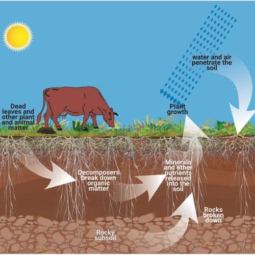 Nutrient Cycle on a Farm