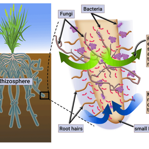 An Overview of Basic Soil Biology