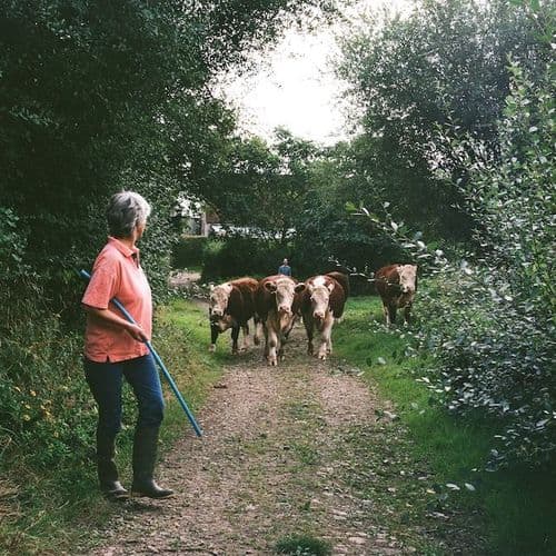 Romshed Farm, Fidelity Weston