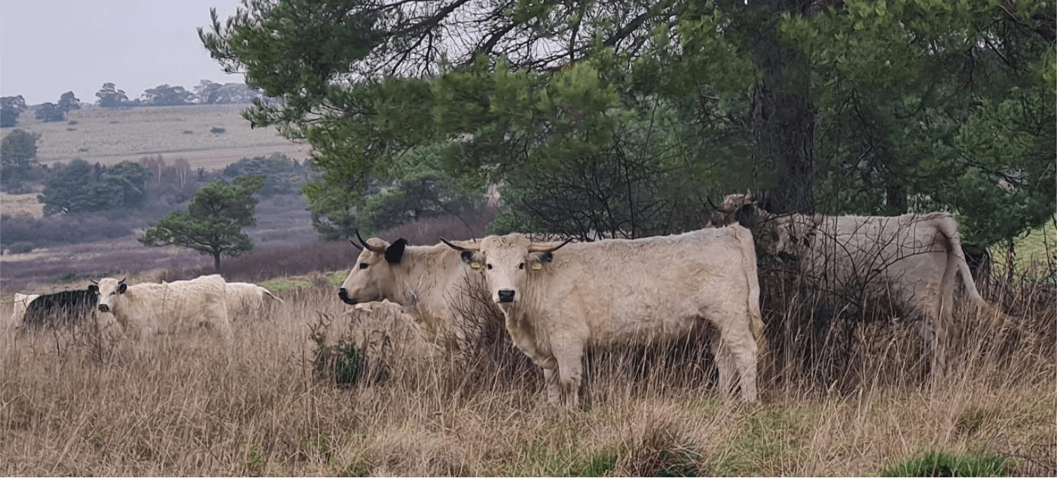 Aberdeen Angus and White Park Cattle