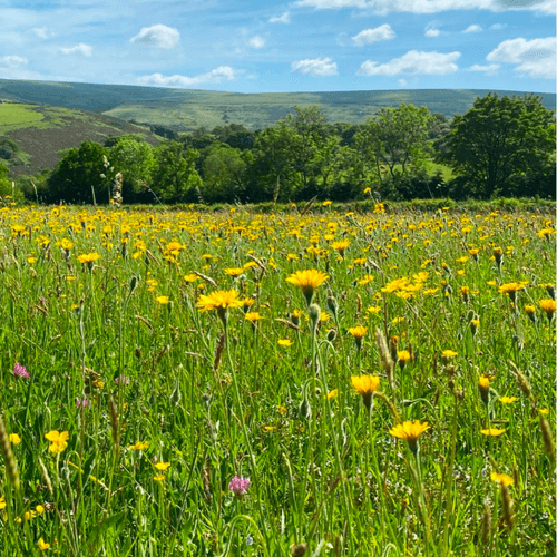 Species rich meadow source: Plantlife