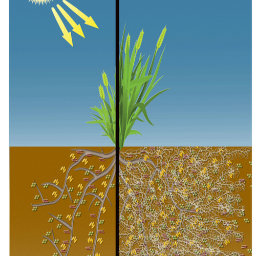 Soil Biology Infographics