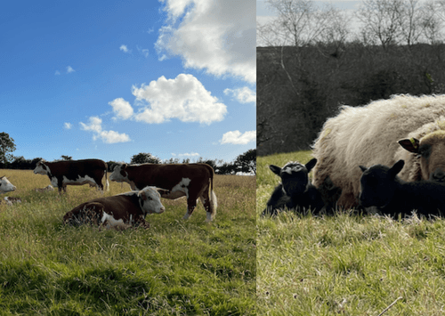 Penbanc Pasture main image