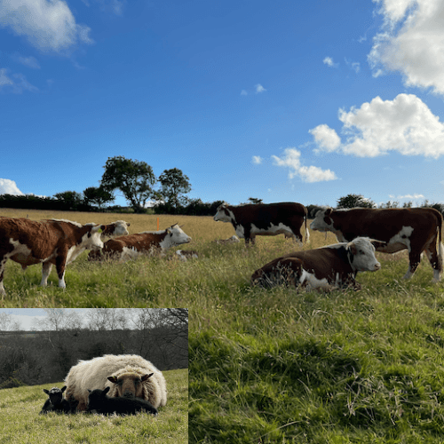 Image of who Penbanc Pasture is