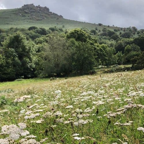 Yarrow