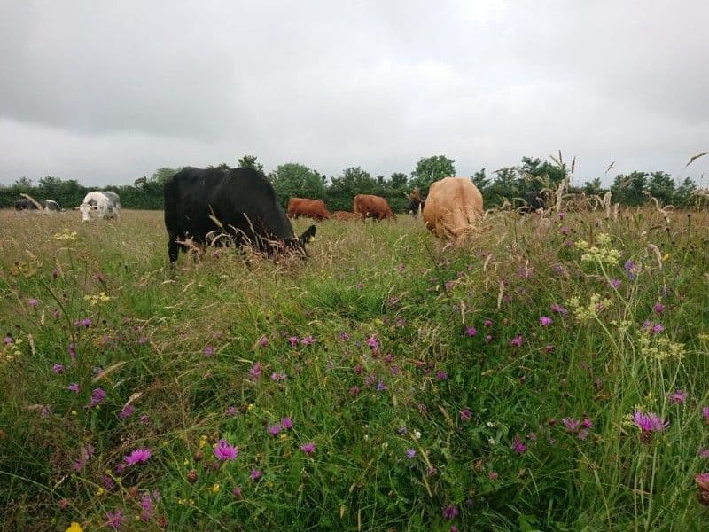 Andy Rumming and Waterhay Farm - Suckler-herd-grazing-species-rich-pastureJPG