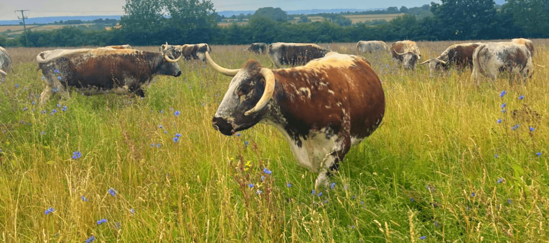 Rose Dale's Organic Farm  main image