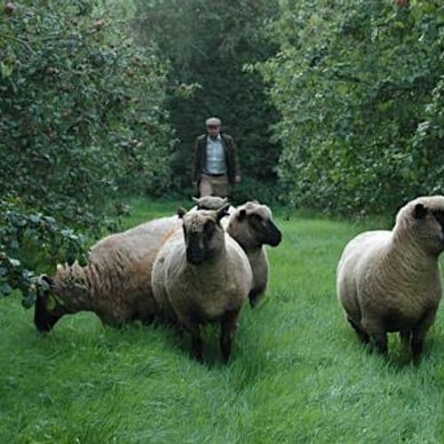meta image for Wye Valley Pasture for Life  Gathering at Hancocks Meadow Farm