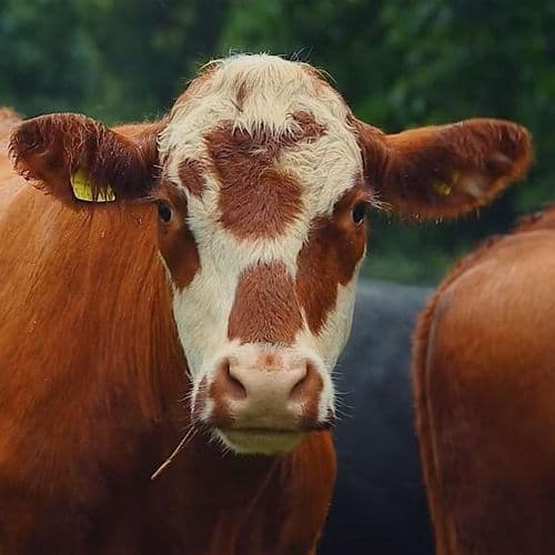 meta image for How Brightleigh Farm Made Pasture Pay