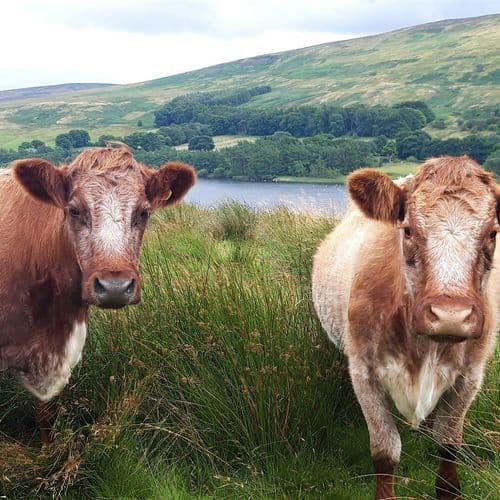 meta image for Balancing Nature and Livestock in the Uplands