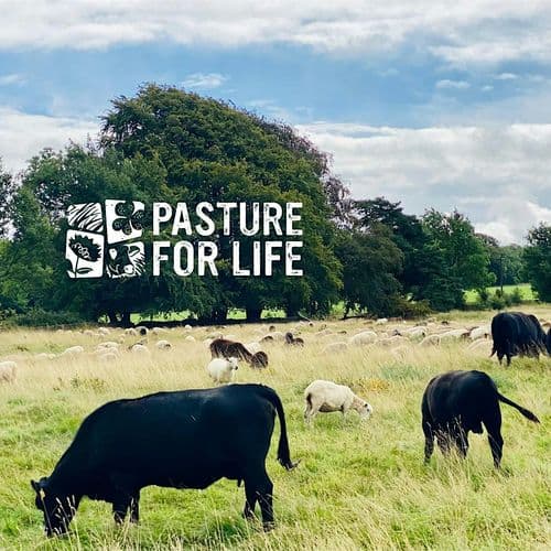 meta image for Regenerative Sheep Systems at Fernhill Farm