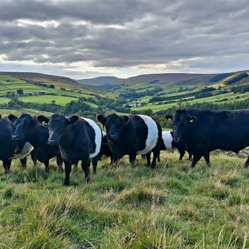 meta image for Out in the Drought Nidderdale Protecting Production with Summer-Dry Grazing