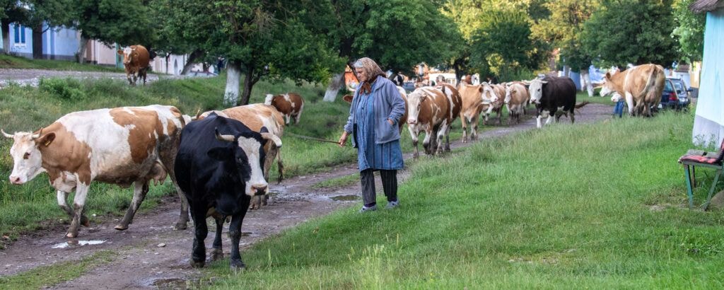 Dairy cows coming home in the evening in Transylvania