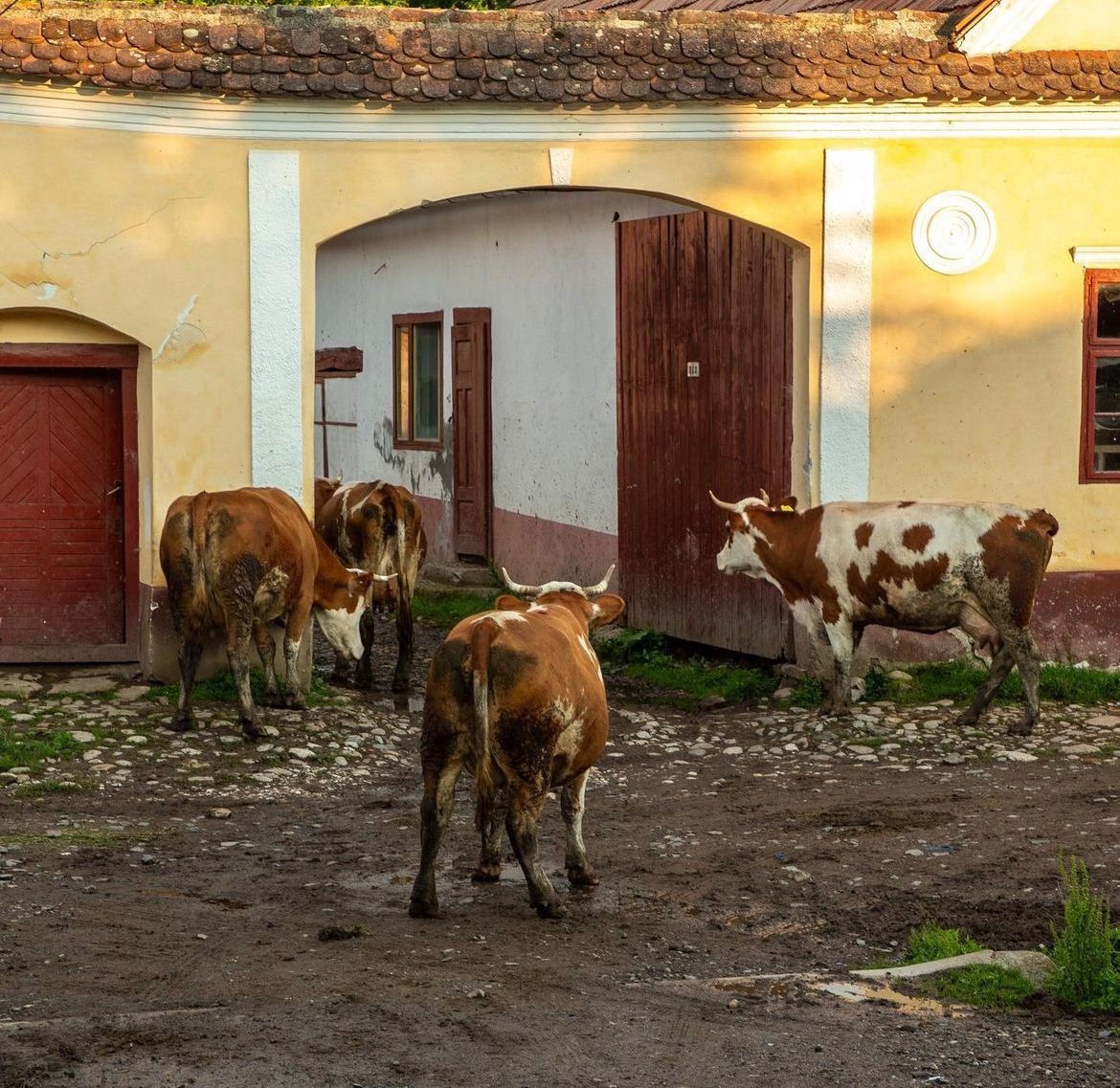 Cows coming home in the evening in Transylvania