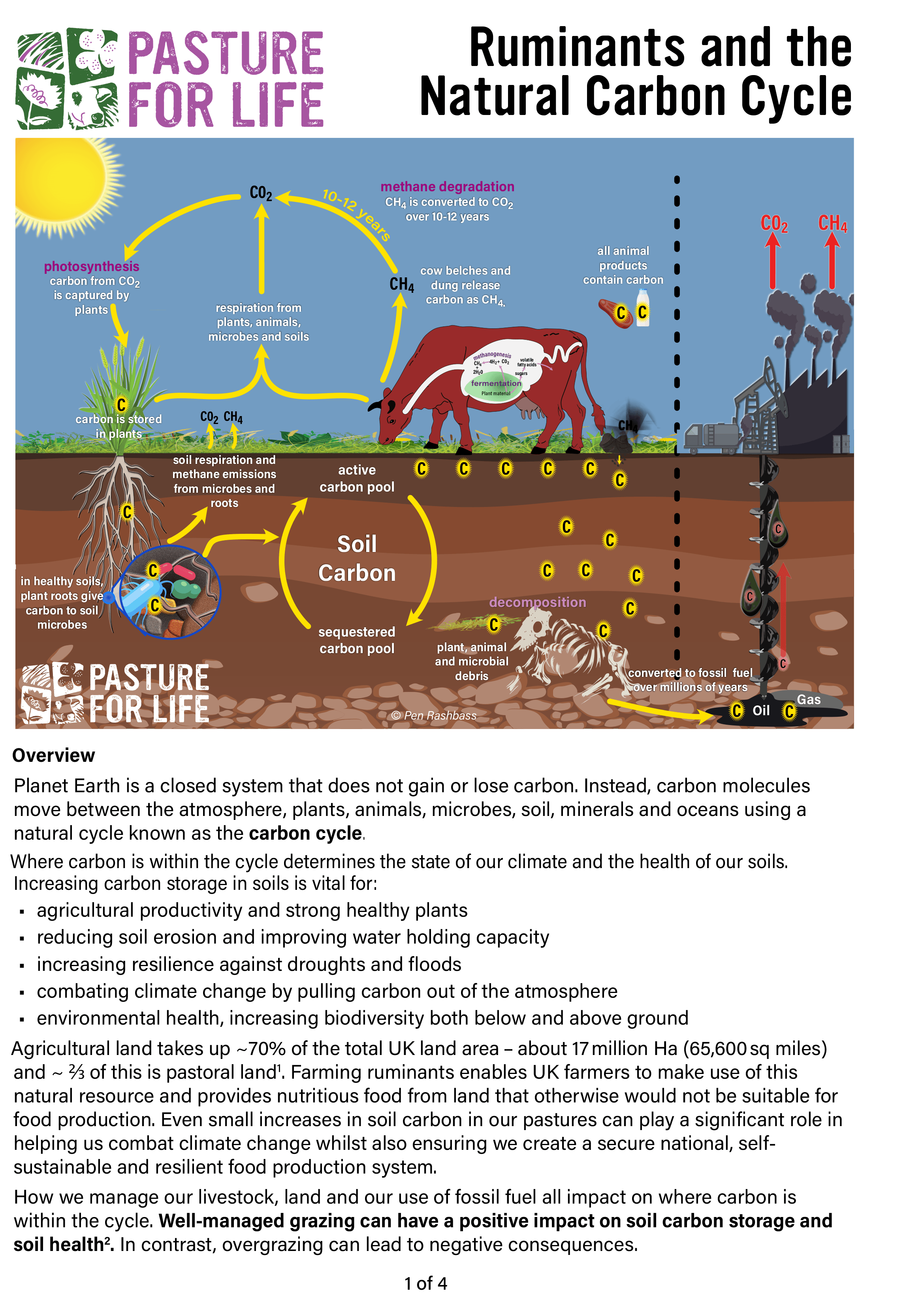 Ruminants and the Natural Carbon Cycle