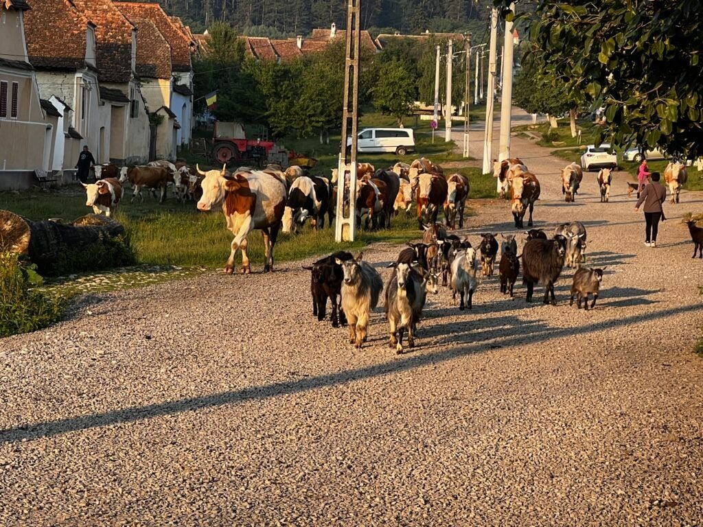 Cows and goats head out to their pasture early morning in Transylvania
