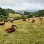 Bella Lowes and Mill Barton Farm - Screenshot-2021-06-16-at-09.56.56