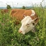 Bella Lowes and Mill Barton Farm - Screenshot-2021-06-16-at-09.57.13