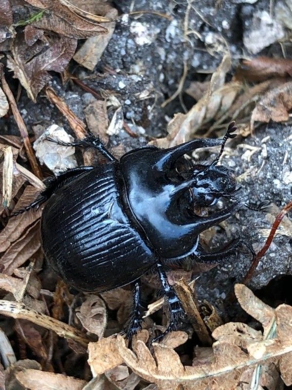 Cat Frampton, Dartmoor Farmer and Artist - Beetles