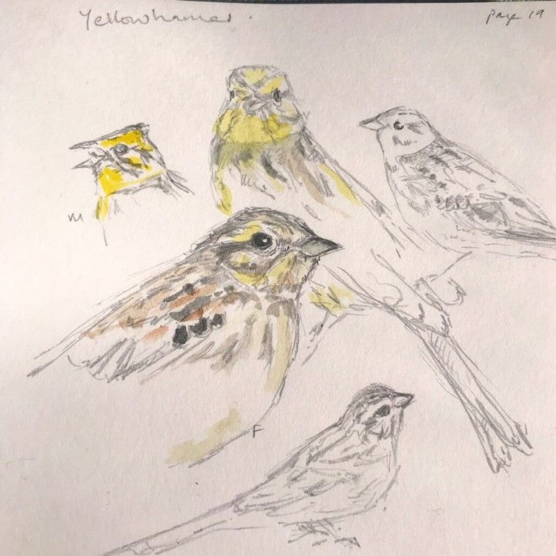 Cat Frampton, Dartmoor Farmer and Artist - Bird-species-artwork