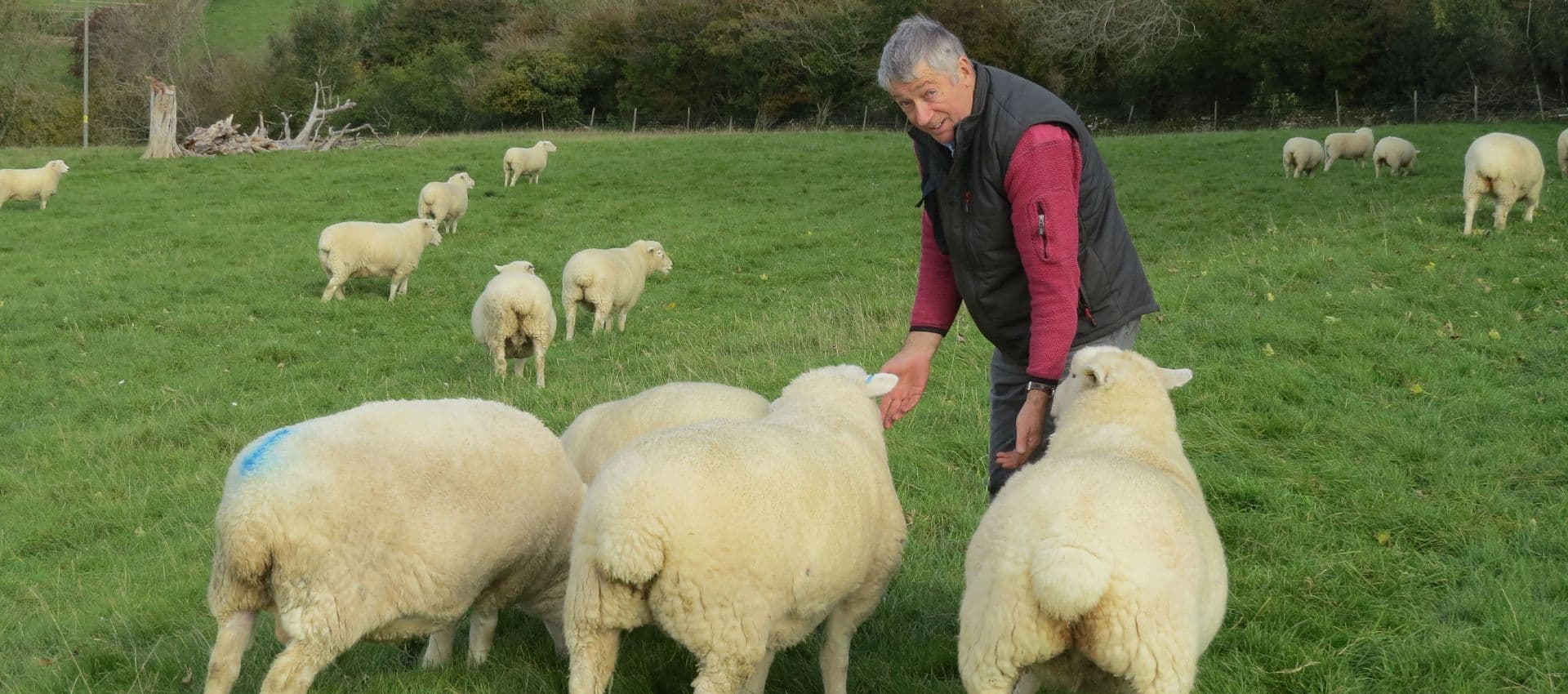 Lower Hampen Farm Sheep