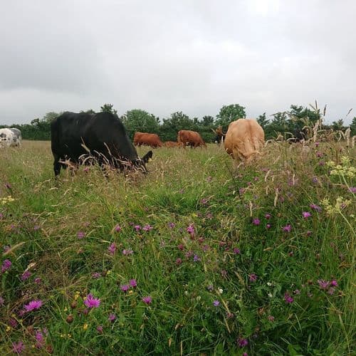 Suckler herd