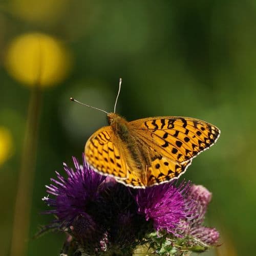 Image of what Test Farm stands for