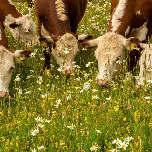 Cotswold Beef cattle grazing diverse meadow