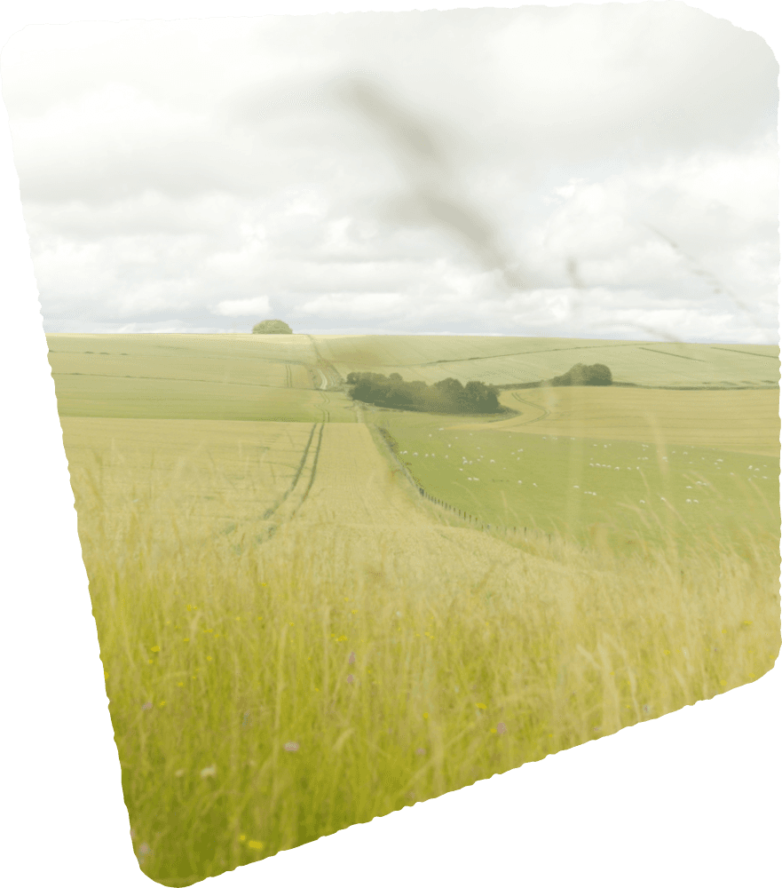 Chalk Grasslands, Mairi Eyres