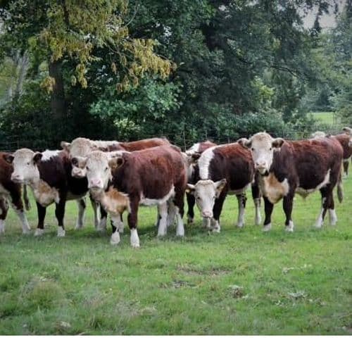 Primal Meats - Pasture for Life certified farm
