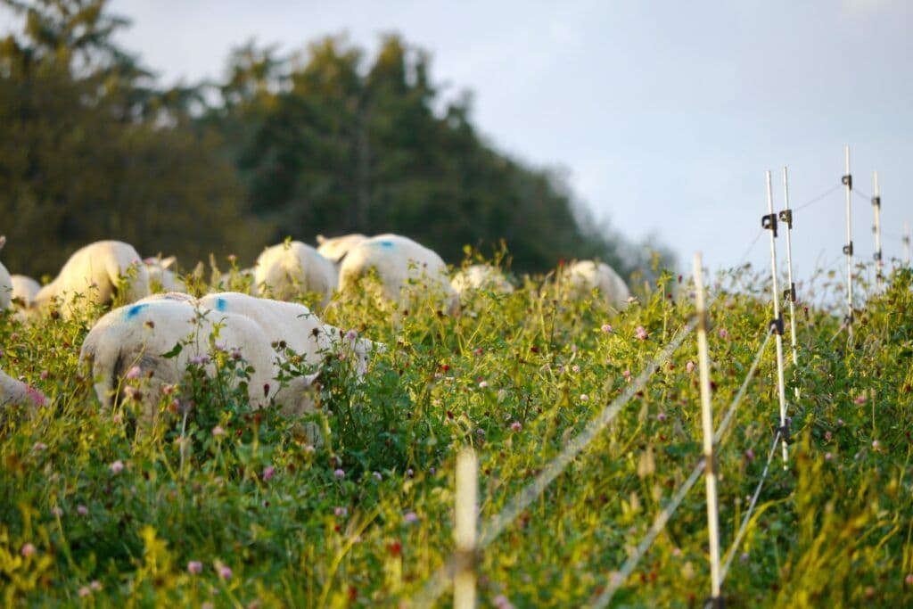 Sheep grazing in pasture rich with diversity