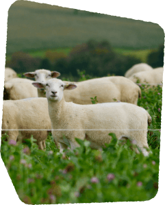 Floating image 1, sheep