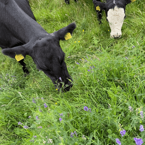 Beef animal grazing in tall grass with vetch