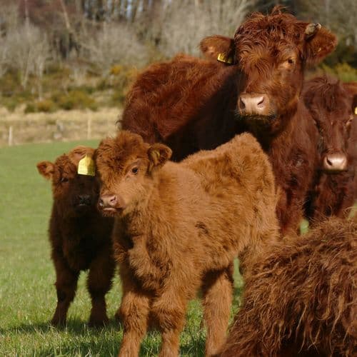 Certified Edinvale Farm