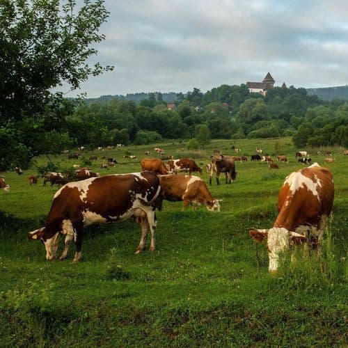 Romania Study Trip