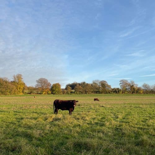 Image of who Filston Farm is