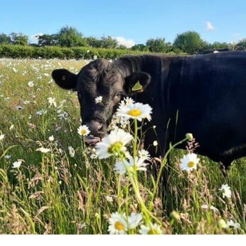 Springtree Dexter Beef - Pasture for Life certified farm
