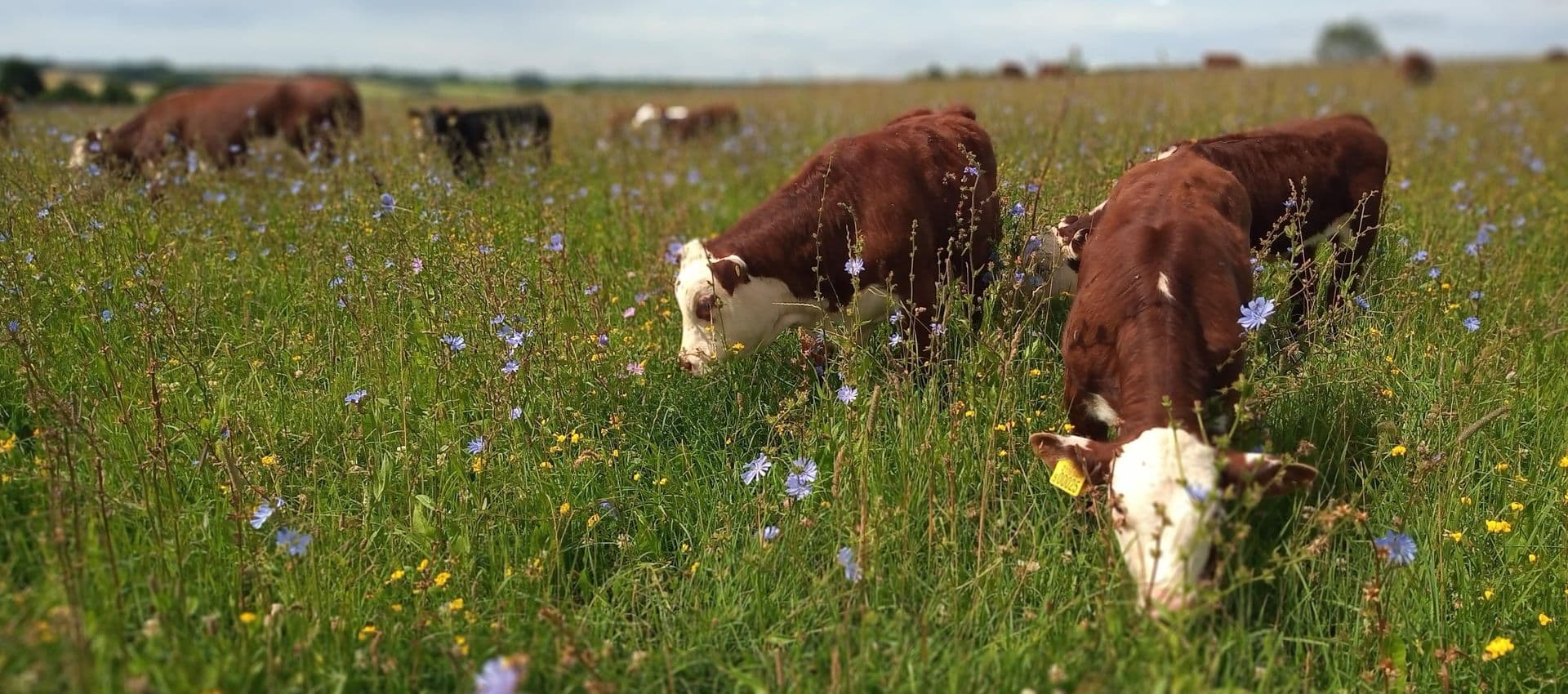 Sandy Hill Mob, Gloucestershire