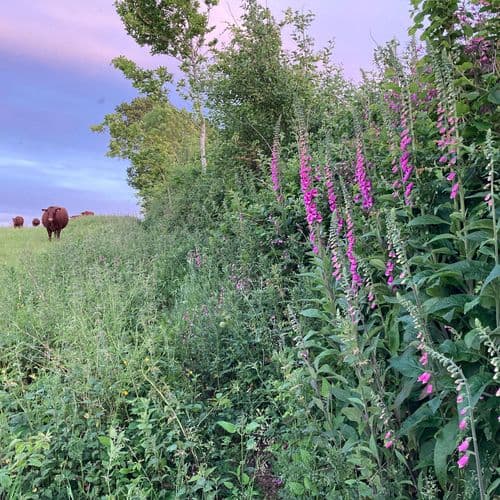 Cattle grazing next to hedge row with fox gloves