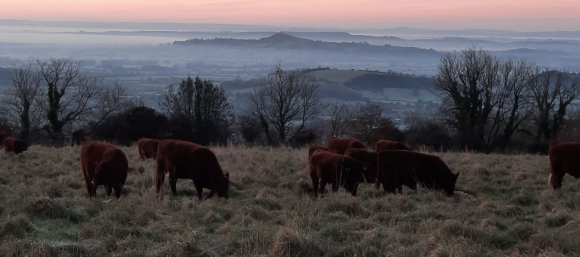 Ebbor Gorge Beef main image